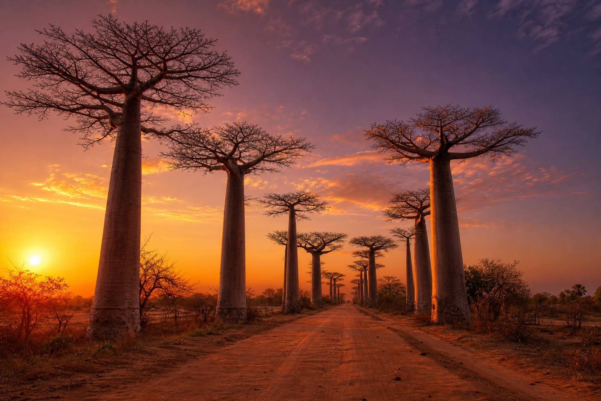 Allée des Baobabs · fin de journée